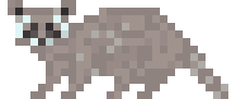 Racoon